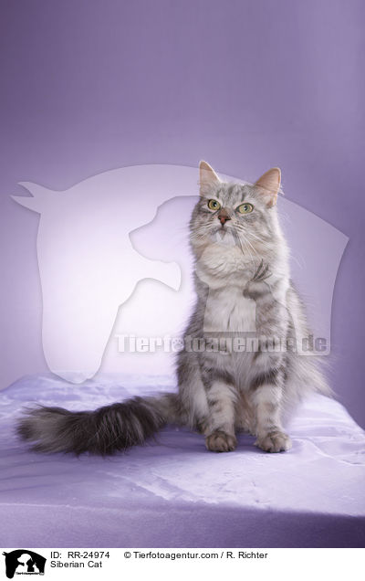 Sibirische Katze / Siberian Cat / RR-24974