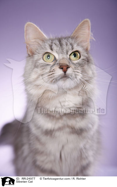 Siberian Cat / RR-24977