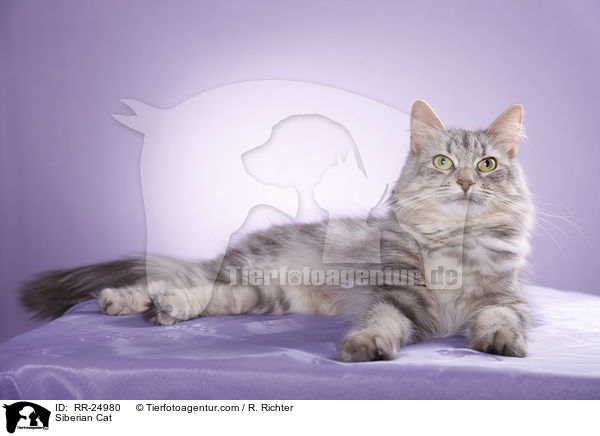 Sibirische Katze / Siberian Cat / RR-24980