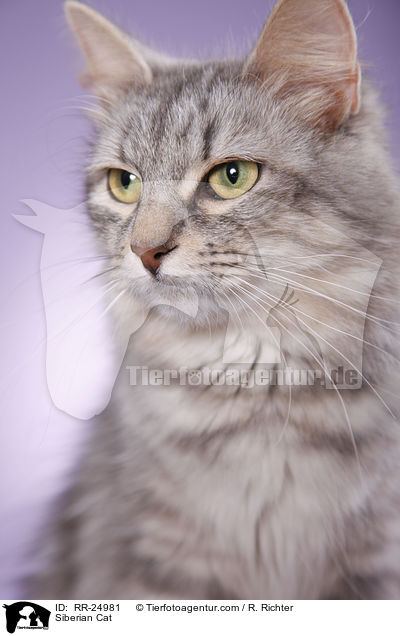 Siberian Cat / RR-24981