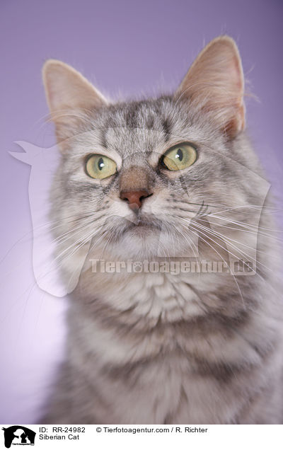 Sibirische Katze / Siberian Cat / RR-24982