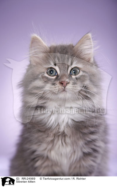 Siberian kitten / RR-24989
