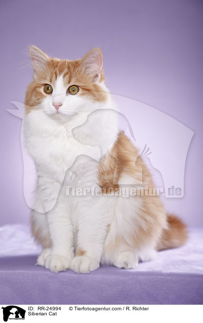 Sibirische Katze / Siberian Cat / RR-24994
