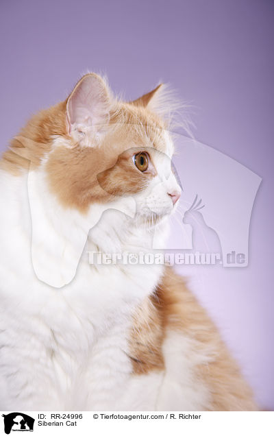 Sibirische Katze / Siberian Cat / RR-24996