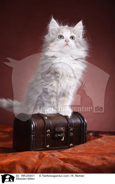 Sibirisches Ktzchen / Siberian kitten / RR-25001