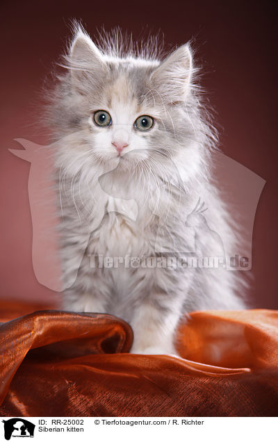 Sibirisches Ktzchen / Siberian kitten / RR-25002
