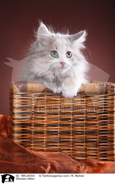Sibirisches Ktzchen / Siberian kitten / RR-25004