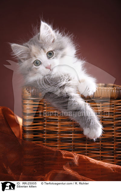 Sibirisches Ktzchen / Siberian kitten / RR-25005