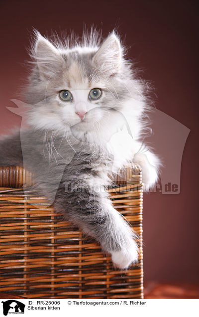 Sibirisches Ktzchen / Siberian kitten / RR-25006