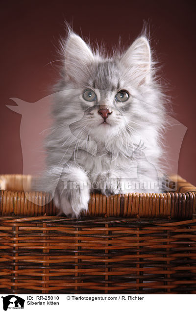 Sibirisches Ktzchen / Siberian kitten / RR-25010