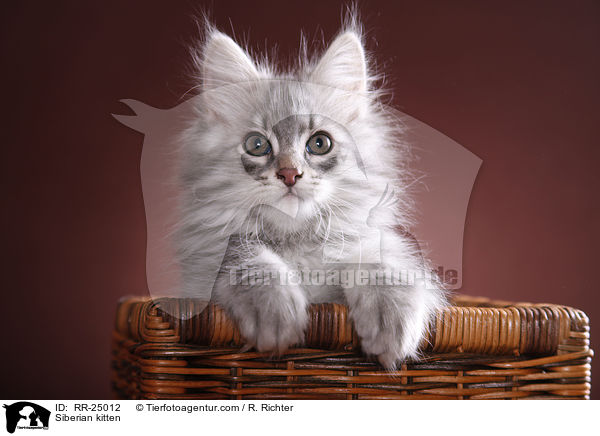 Sibirisches Ktzchen / Siberian kitten / RR-25012
