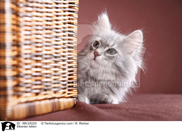 Sibirisches Ktzchen / Siberian kitten / RR-25020