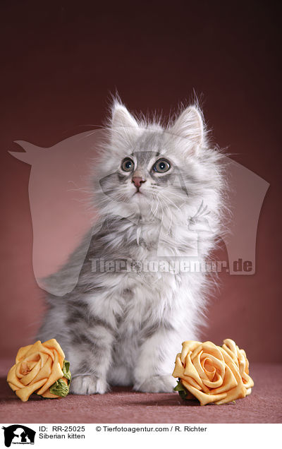 Sibirisches Ktzchen / Siberian kitten / RR-25025