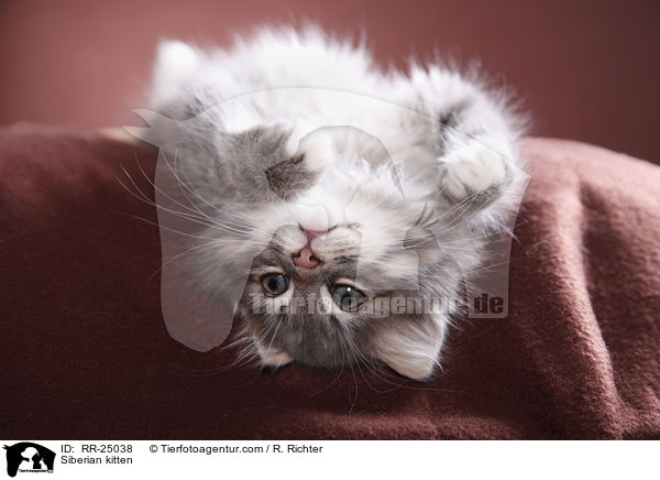 Sibirisches Ktzchen / Siberian kitten / RR-25038