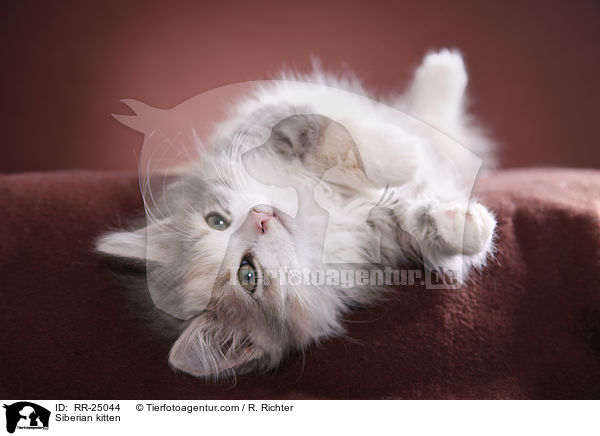 Sibirisches Ktzchen / Siberian kitten / RR-25044