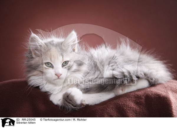 Sibirisches Ktzchen / Siberian kitten / RR-25045