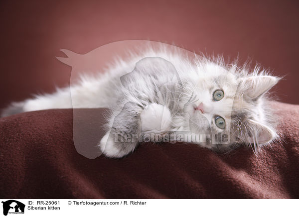 Sibirisches Ktzchen / Siberian kitten / RR-25061