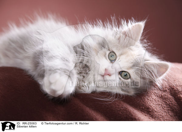 Sibirisches Ktzchen / Siberian kitten / RR-25063