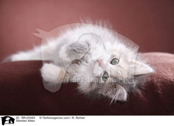 Sibirisches Ktzchen / Siberian kitten / RR-25065