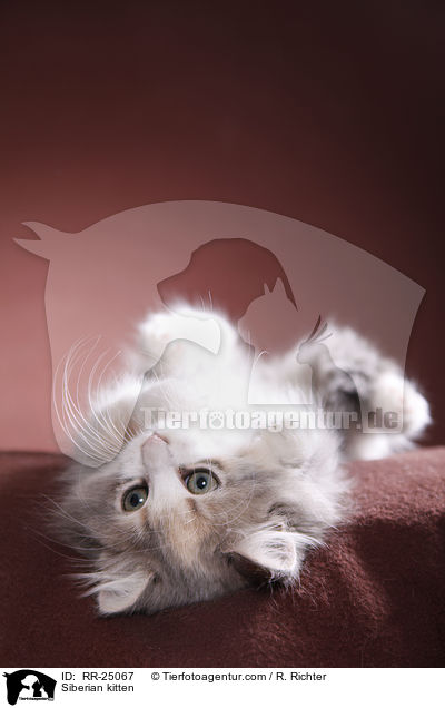 Sibirisches Ktzchen / Siberian kitten / RR-25067