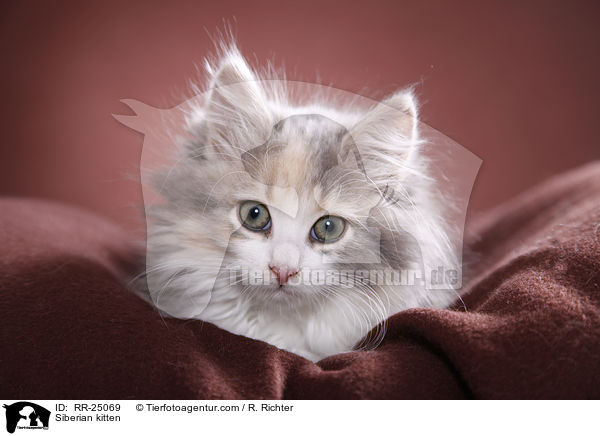 Sibirisches Ktzchen / Siberian kitten / RR-25069