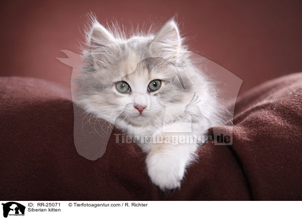 Sibirisches Ktzchen / Siberian kitten / RR-25071
