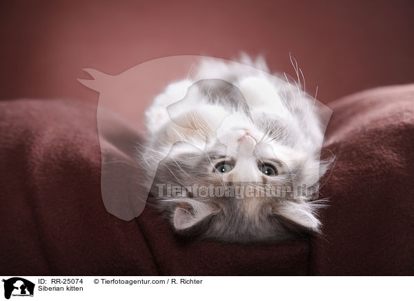 Sibirisches Ktzchen / Siberian kitten / RR-25074