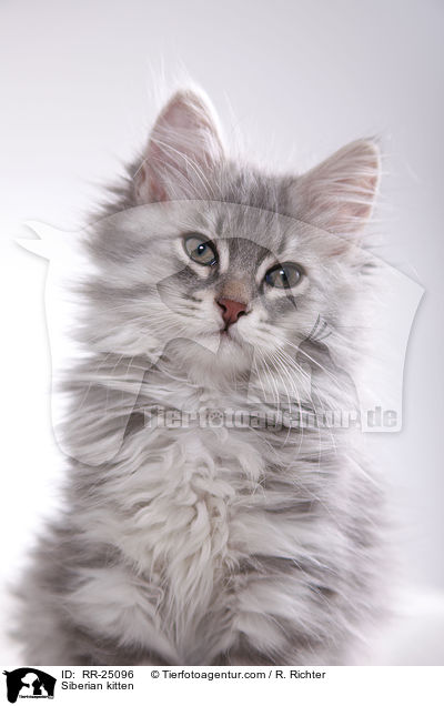 Sibirisches Ktzchen / Siberian kitten / RR-25096