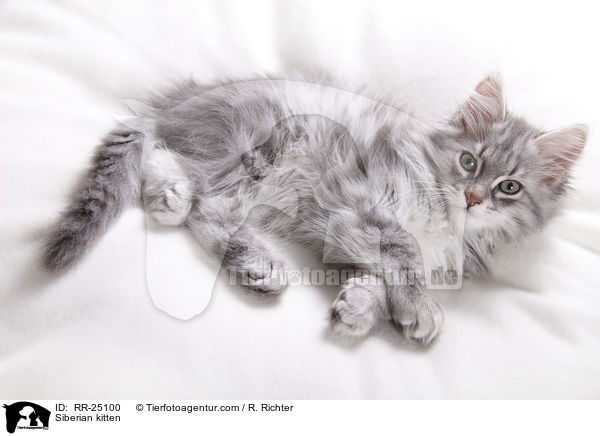 Sibirisches Ktzchen / Siberian kitten / RR-25100