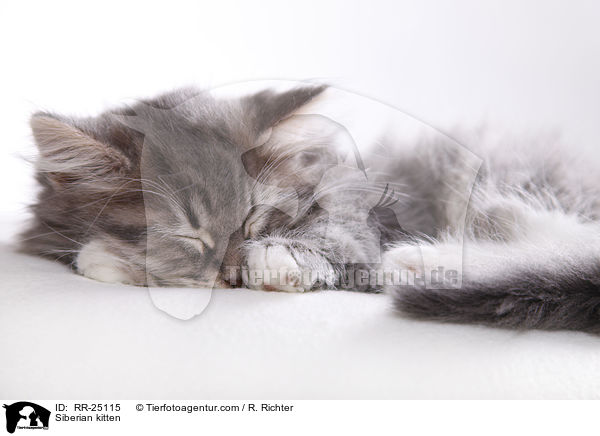 Siberian kitten / RR-25115