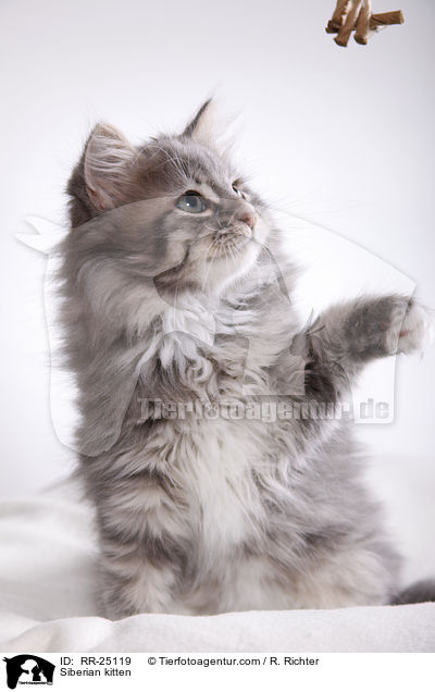 Sibirisches Ktzchen / Siberian kitten / RR-25119