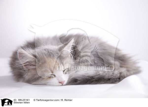 Sibirisches Ktzchen / Siberian kitten / RR-25161