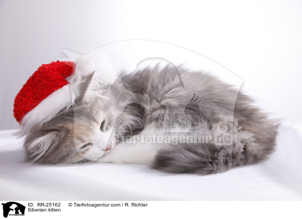 Sibirisches Ktzchen / Siberian kitten / RR-25162