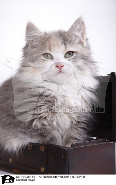 Sibirisches Ktzchen / Siberian kitten / RR-25164