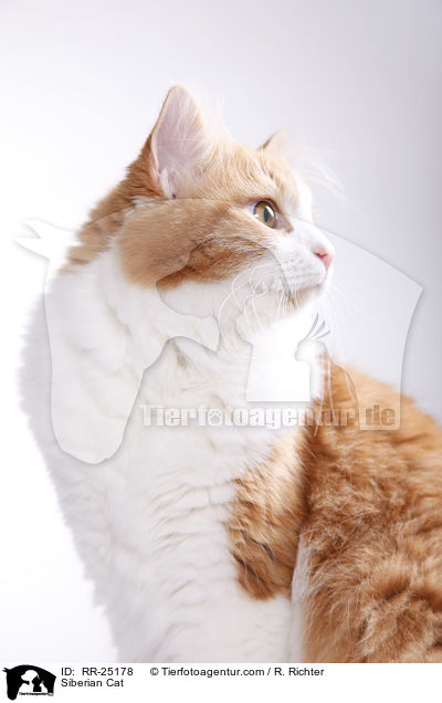 Sibirische Katze / Siberian Cat / RR-25178