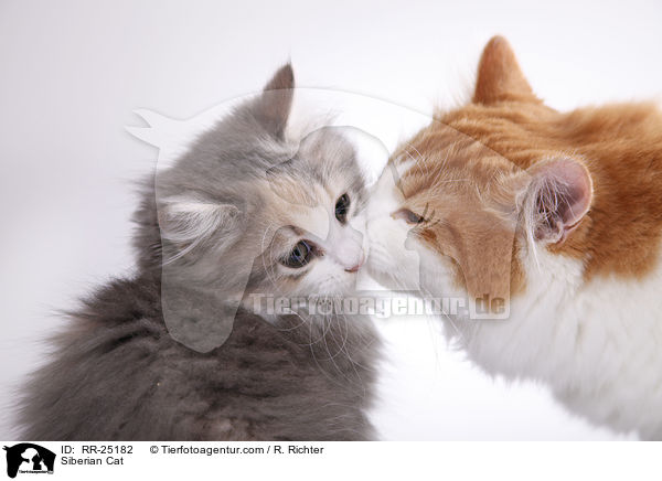Sibirische Katze / Siberian Cat / RR-25182