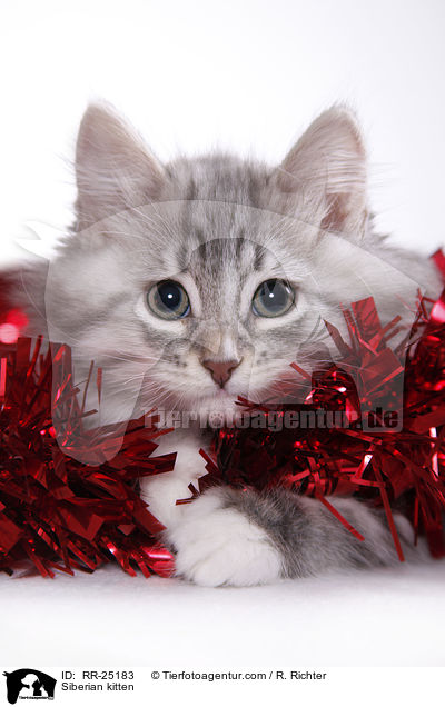 Siberian kitten / RR-25183