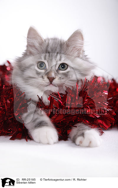 Sibirisches Ktzchen / Siberian kitten / RR-25185