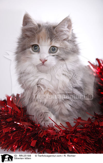 Sibirisches Ktzchen / Siberian kitten / RR-25188