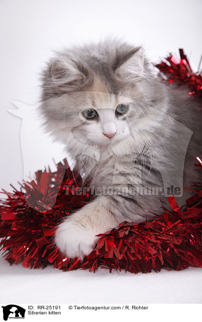 Siberian kitten / RR-25191
