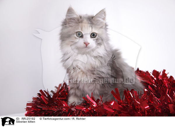 Siberian kitten / RR-25192