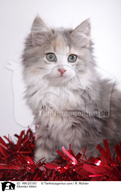 Siberian kitten / RR-25193