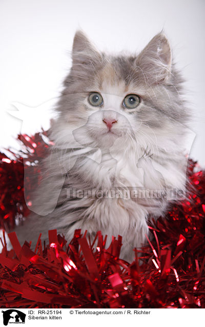 Sibirisches Ktzchen / Siberian kitten / RR-25194