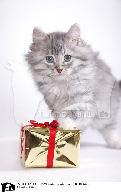 Sibirisches Ktzchen / Siberian kitten / RR-25197
