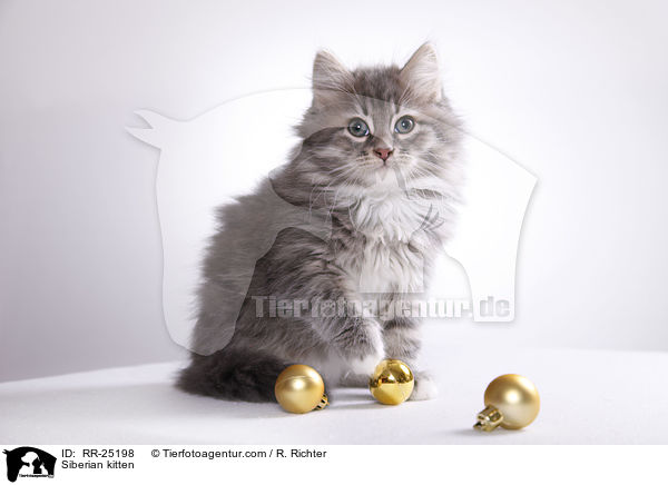 Siberian kitten / RR-25198