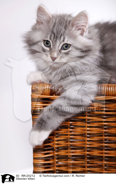 Sibirisches Ktzchen / Siberian kitten / RR-25212