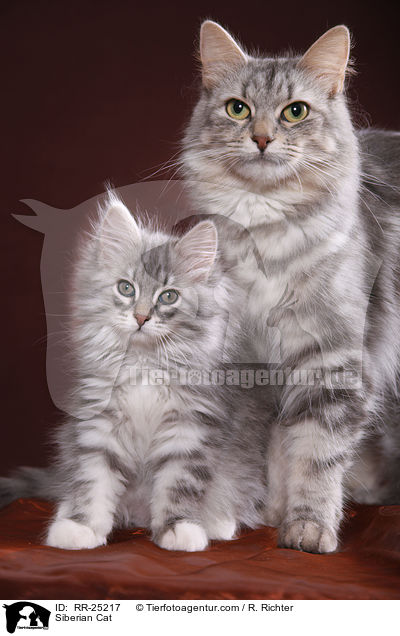 Sibirische Katze / Siberian Cat / RR-25217