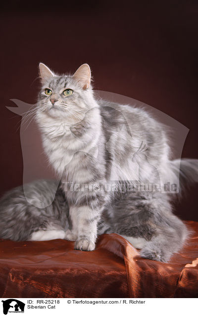 Sibirische Katze / Siberian Cat / RR-25218