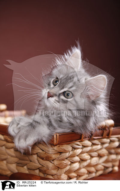 Sibirisches Ktzchen / Siberian kitten / RR-25224