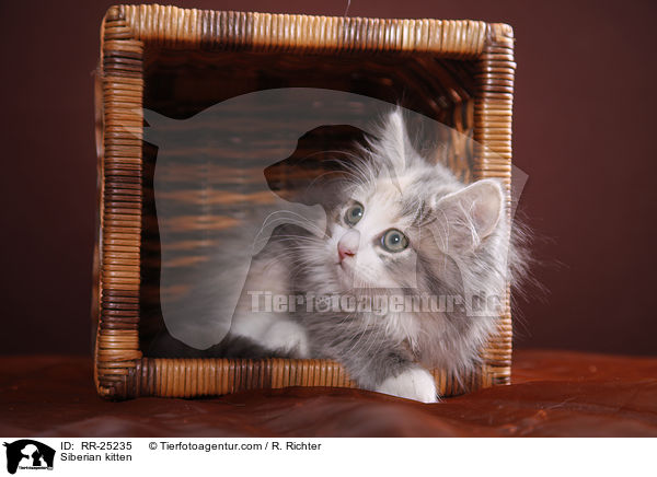 Sibirisches Ktzchen / Siberian kitten / RR-25235